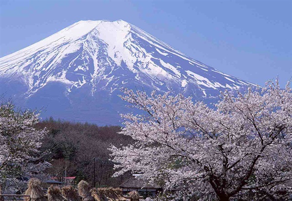 日本站点问题不断，更有专业卖家账户惨遭降级！