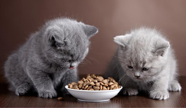 猫粮狗粮反向出海！速卖通给宠物食品工厂开了个新类目