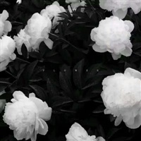 航母會飛