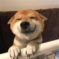累的要死就想睡