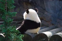 元力