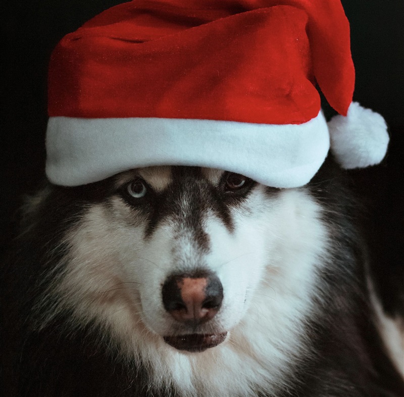 圣诞宠物经济爆发！海外市场迎来亿级消费热潮